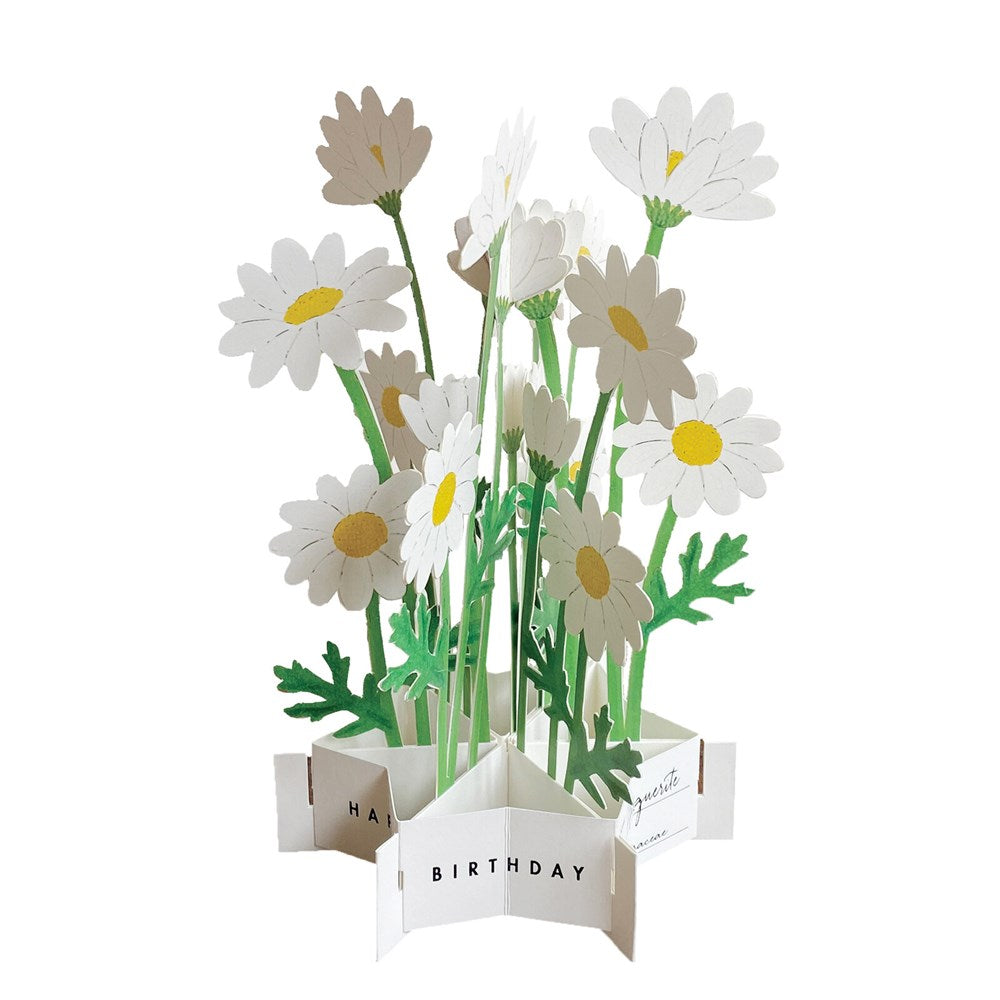 Birthday Blooming Pop-Up Card - Marguerite Daisy