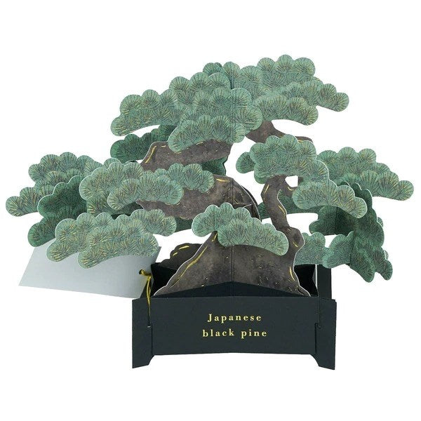 Bonsai Pop-Up Card - Black Pine