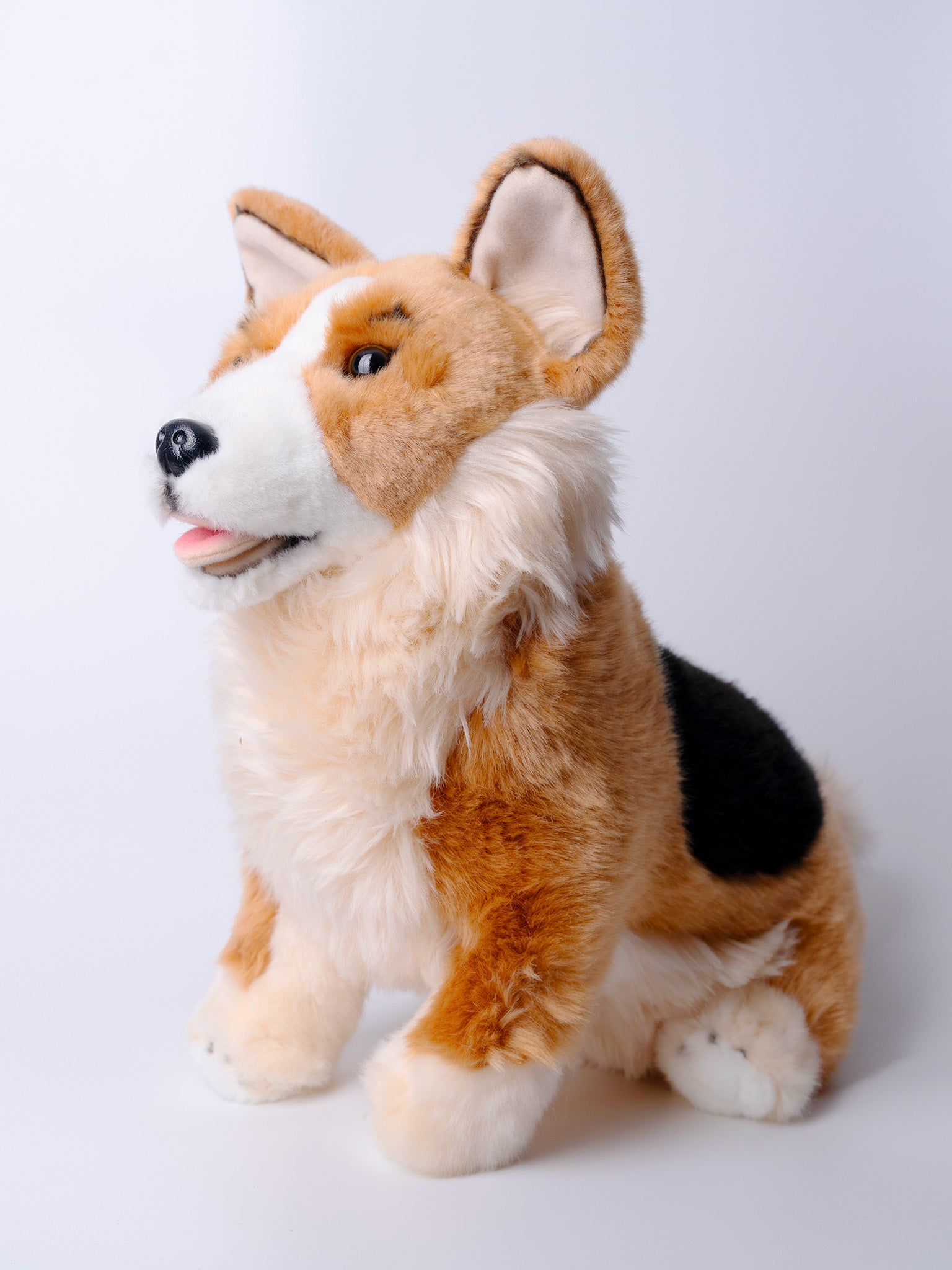 Corgi Movie Vision Corgis Mixed With Other Dogs Adorable Pictures