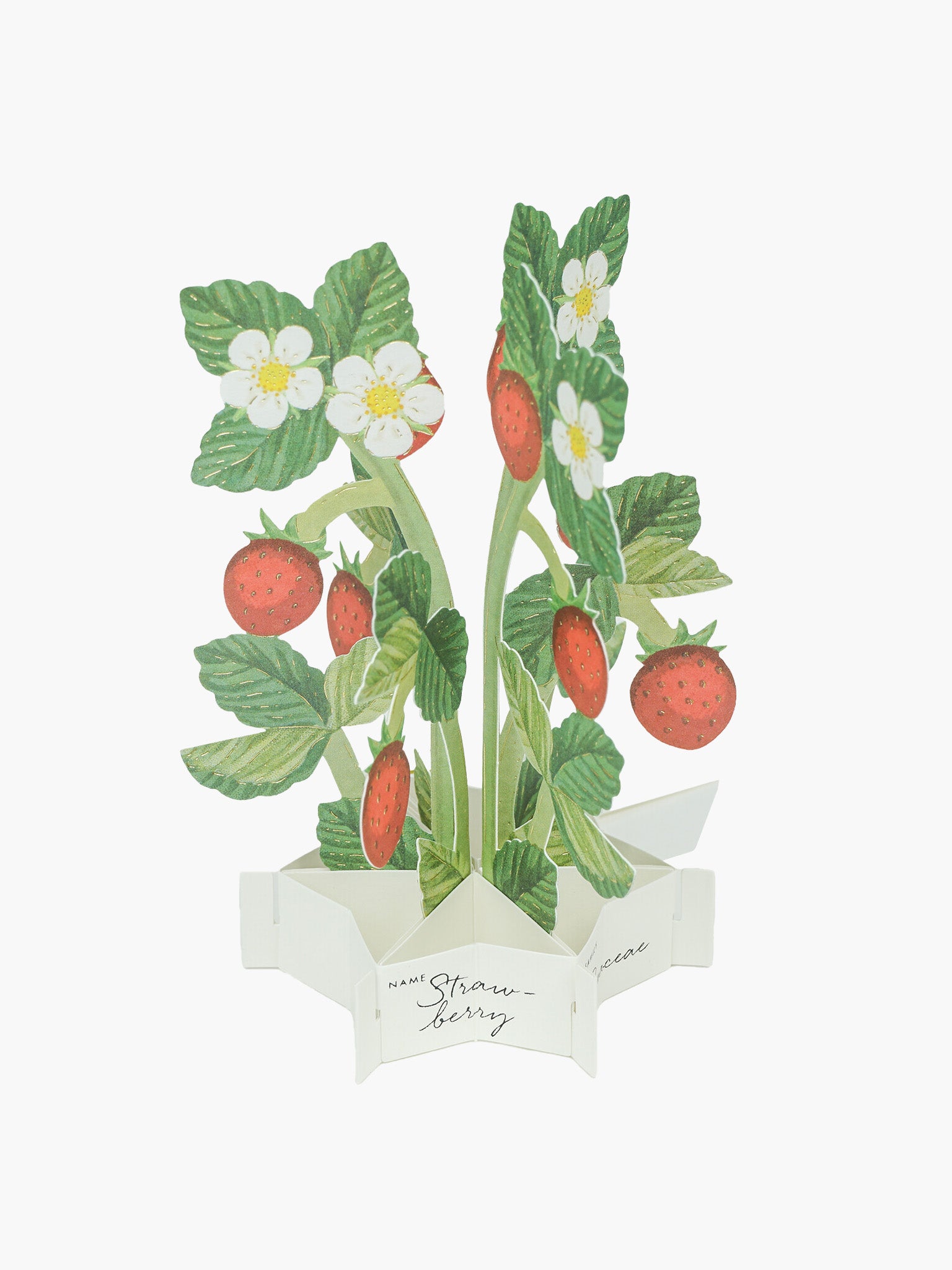 Birthday Mini Blooming Pop-Up Card - Strawberry
