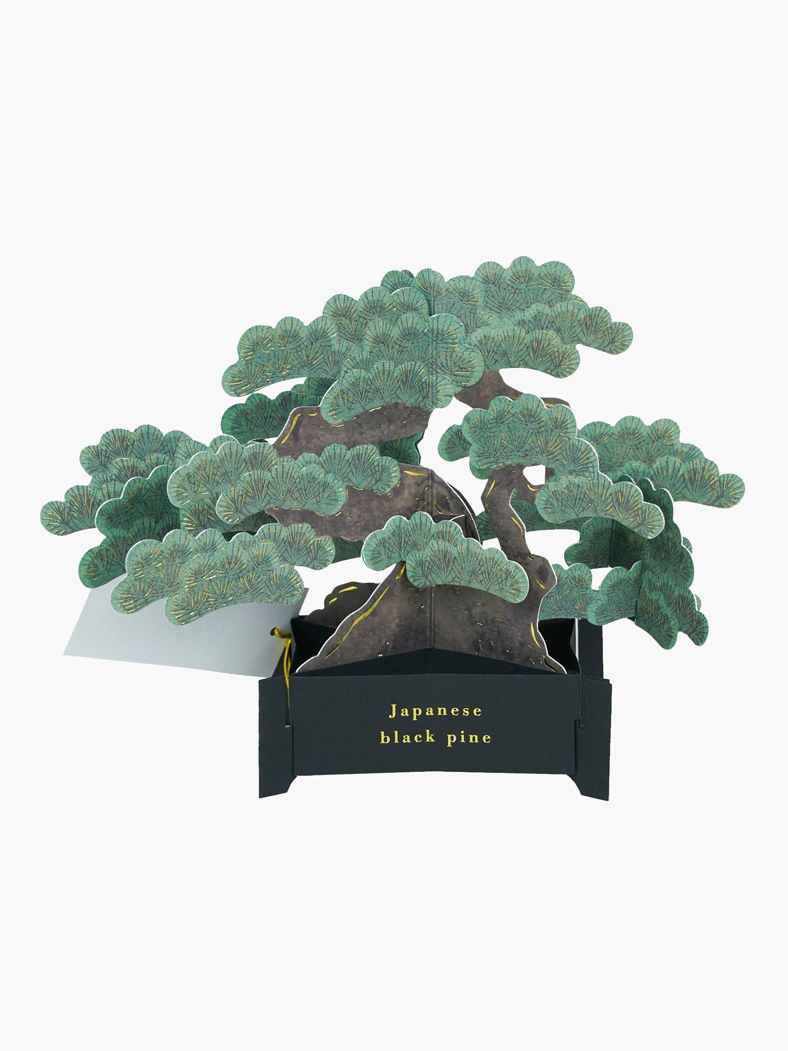 Bonsai Pop-Up Card - Black Pine