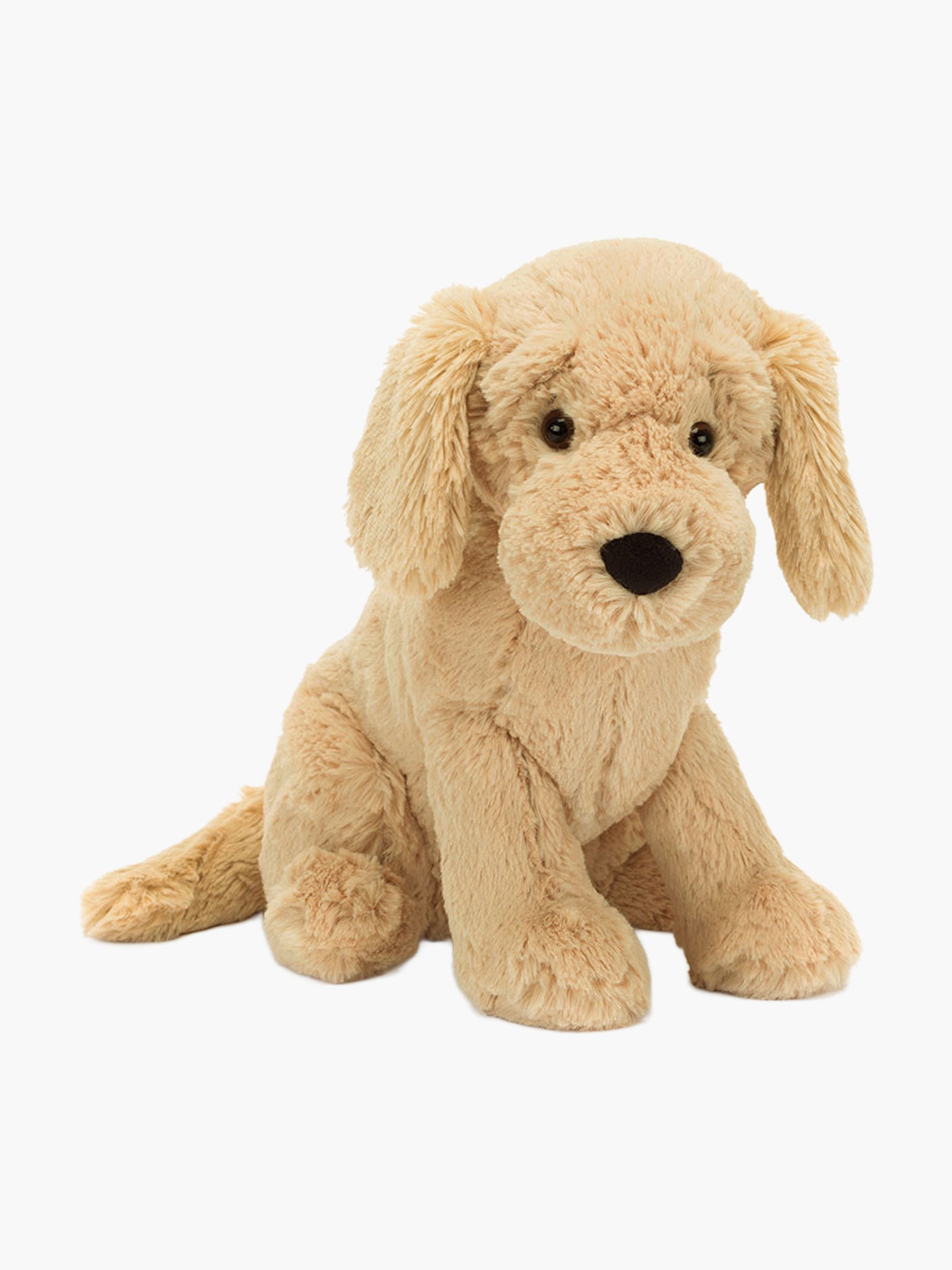 Tilly Golden Retriever